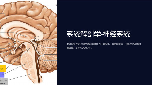 系统解剖学-神经系统-(beida医学部课件)