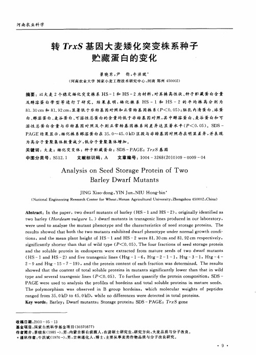 转TrxS基因大麦矮化突变株系种子贮藏蛋白的变化