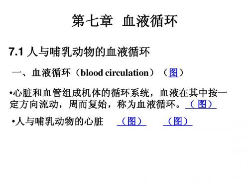 动物生理学第七章 血液循环