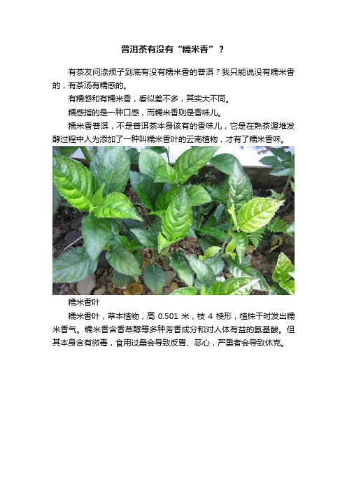 普洱茶有没有“糯米香”？