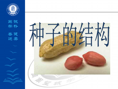 初中生物人教版(新课程标准)七年级上册第三单元 生物圈中的绿色植物第一章 生物圈中有哪些绿色植物第二