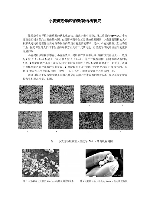 小麦淀粉颗粒的微观结构研究