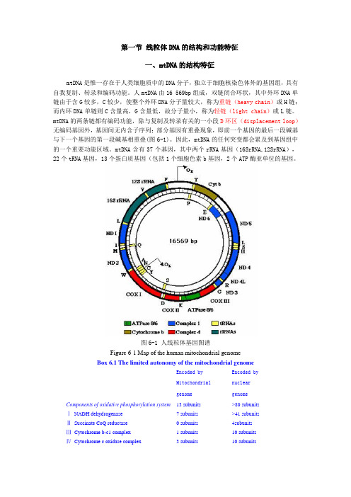 线粒体DNA的结构和功能特征