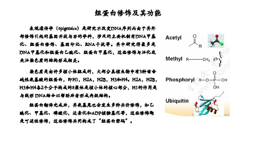 组蛋白修饰及其功能(乙酰化,甲基化,磷酸化等)