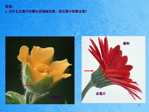 11-12花程式与花序ppt课件