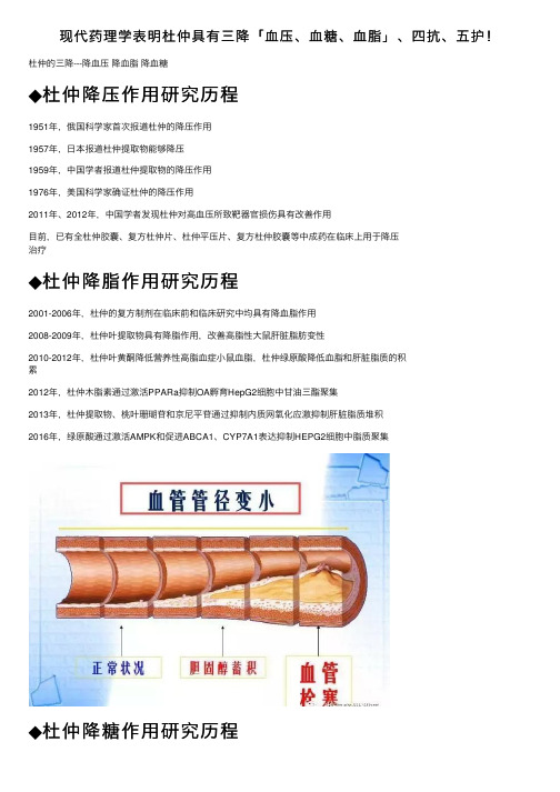 现代药理学表明杜仲具有三降「血压、血糖、血脂」、四抗、五护！