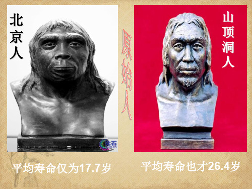 【一线精品】  七年级上册历史   原始的农耕生活优秀公开课件