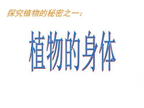 8青岛版四年级科学上册第八课《植物的身体》