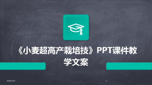 01815_《小麦超高产栽培技》PPT课件教学文案