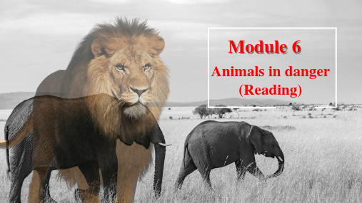 外研社必修五 必修5Module6 Animals in danger reading课件