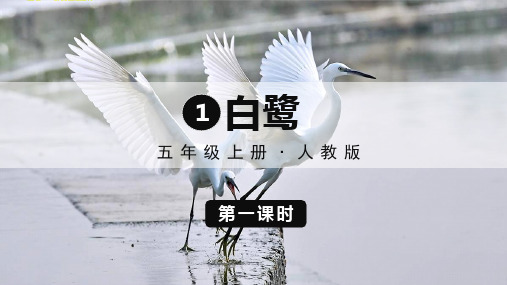 白鹭语文五年级上册2优秀ppt课件