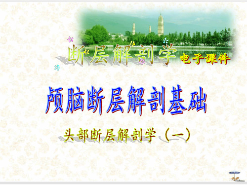 头部(颅脑断层解剖基础)断层