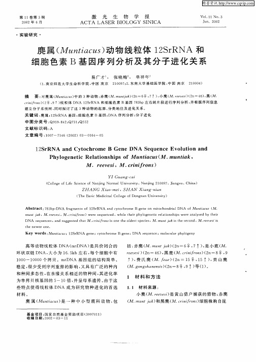 麂属(Muntiacus)动物线粒体12SrRNA和细胞色素B基因序列分析及其分子进化关系