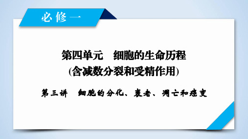 2019年高考生物大一轮精品复习课件：必修1 第4单元 第3讲  细胞的分化、衰老、凋亡和癌变