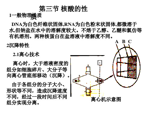 3 核酸性质