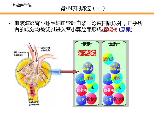 8.2.1 肾小球的滤过(一) PPT