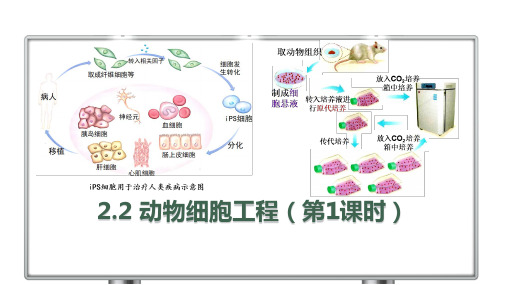 动物细胞工程(第1课时)高二生物(人教版2019选择性必修3)