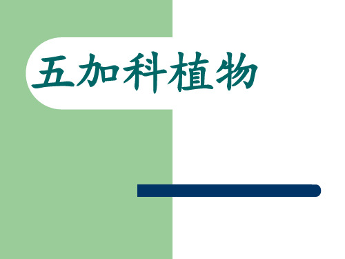 五加科植物