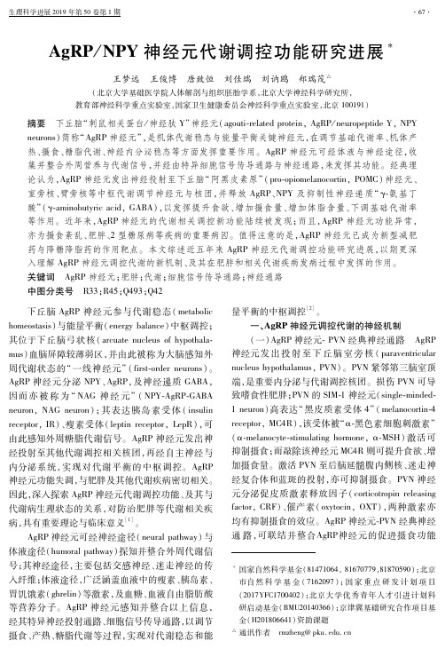 AgRPNPY神经元代谢调控功能研究进展
