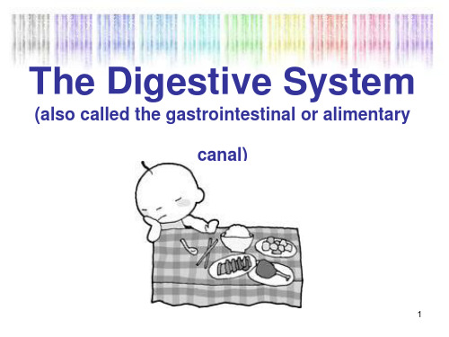 消化系统的英文PPT演示课件