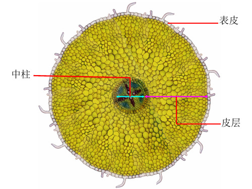 植物学-第3章 营养器官-根