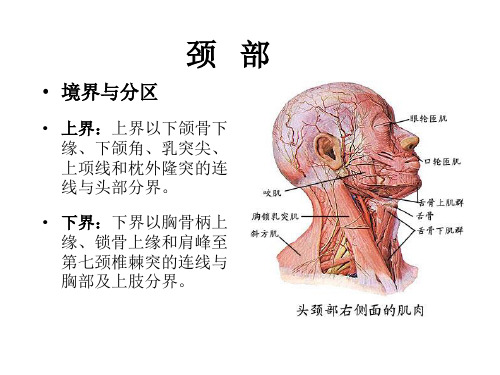 局部解剖学课件之 颈 部