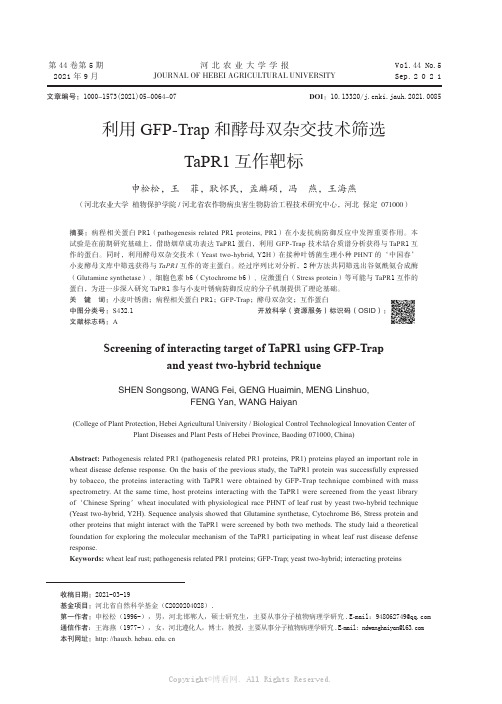 利用GFP-Trap和酵母双杂交技术筛选TaPR1互作靶标