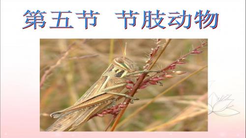 冀少生物4.5节肢动物公开课课件