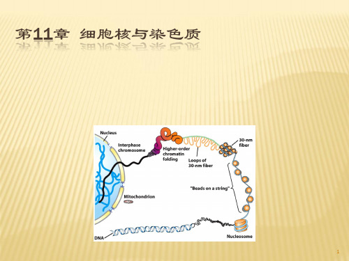 细胞核与染色质ppt课件