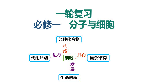 2024届高三生物一轮复习课件第10讲+光合作用和呼吸作用的综合分析