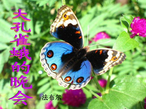 长春版六年级语文下册课件-3.3 大孔雀蛾的晚会