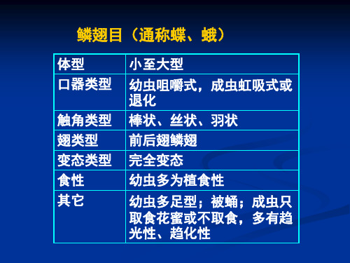 鳞翅目膜翅目双翅目脉翅目