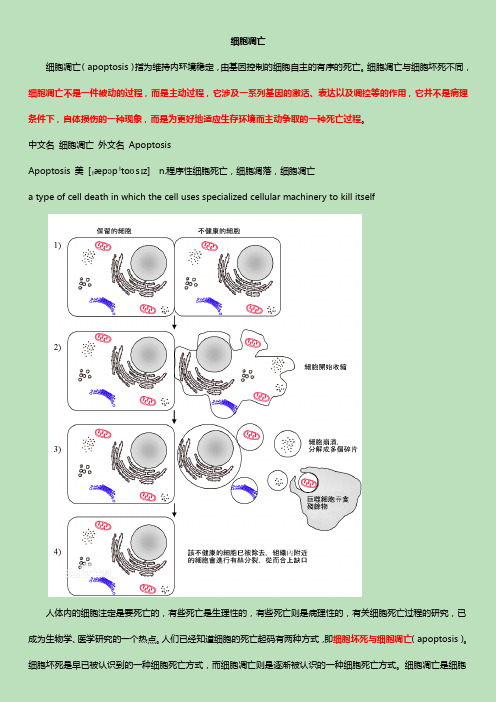 细胞凋亡详解-附过程示意图