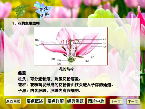 柱头分泌黏液