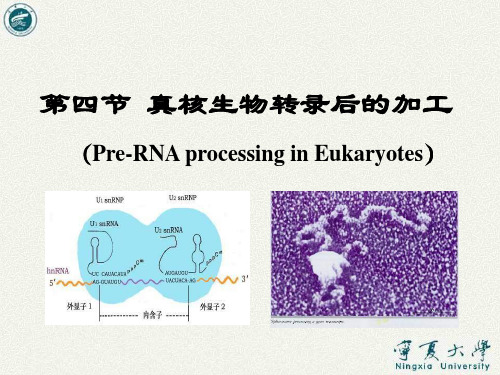 真核生物转录后的加工