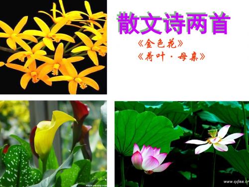4《散文诗两首》(《金色花》4《荷叶__母亲》)公开课件