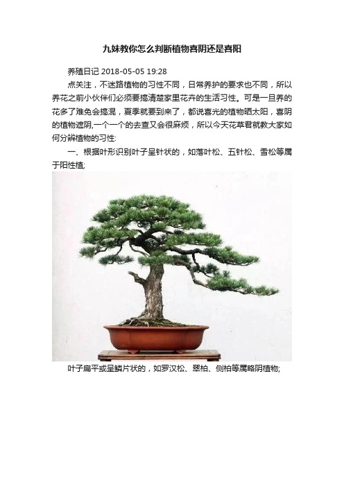 九妹教你怎么判断植物喜阴还是喜阳