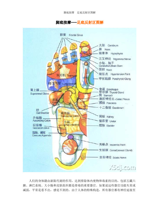 脚底按摩---足底反射区图解