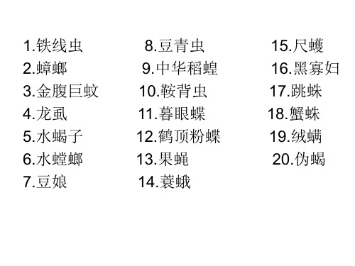 常见小虫100种(3)