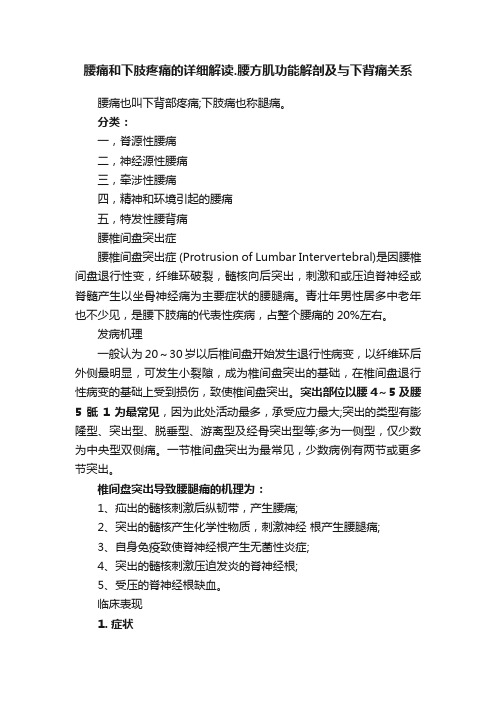 腰痛和下肢疼痛的详细解读.腰方肌功能解剖及与下背痛关系