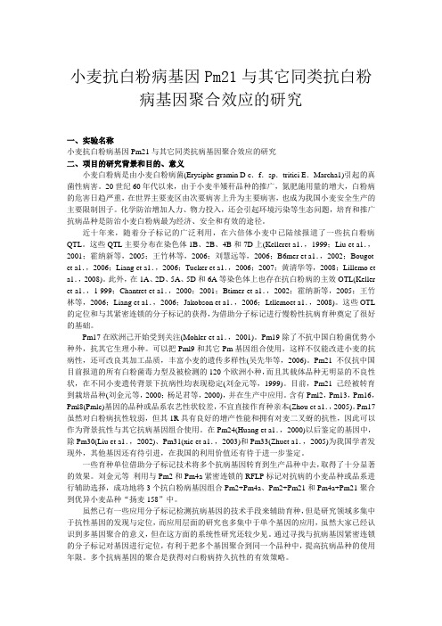 小麦抗白粉病基因Pm21与其它同类抗白粉病基因聚合效应的研究