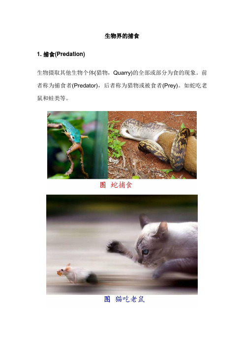 生物界的捕食