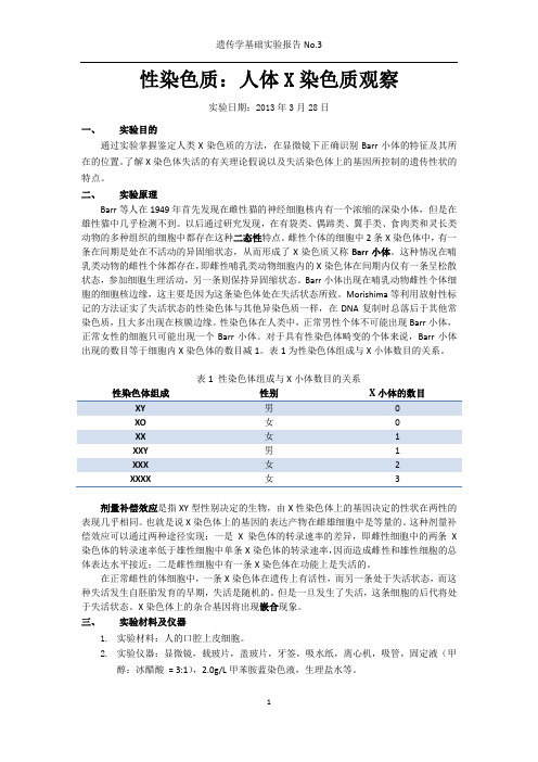 遗传实验报告3_巴氏小体