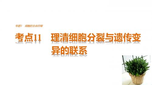 考点11 理清细胞分裂与遗传变异的联系