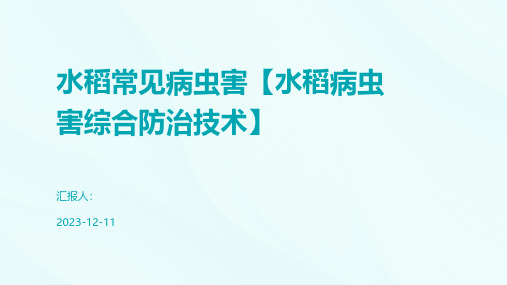 水稻常见病虫害【水稻病虫害综合防治技术】