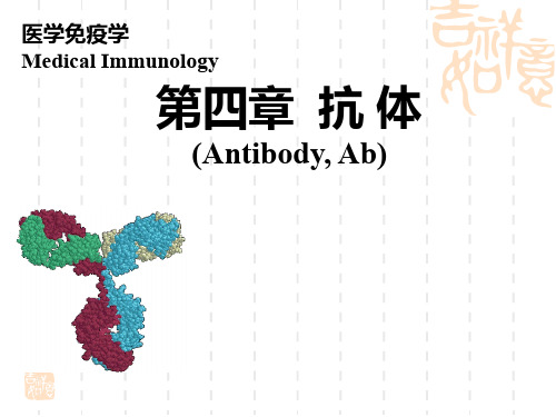 医学免疫学-第四章 抗体