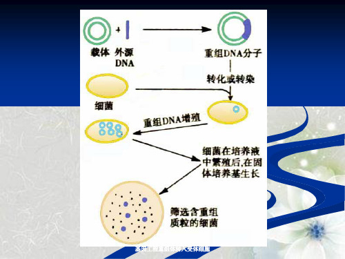 基因工程重组体转入受体细胞