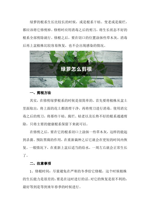 绿萝怎么剪根