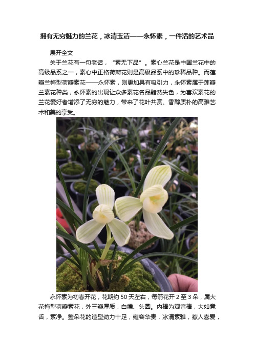 拥有无穷魅力的兰花，冰清玉洁——永怀素，一件活的艺术品