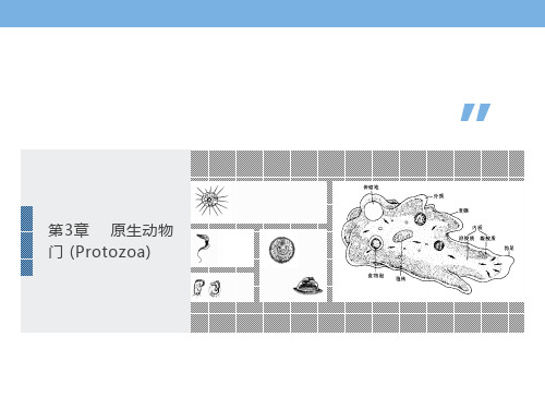 普通动物学第3章原生动物